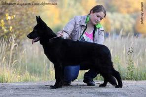 Продажа щенков ВЕО