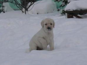 Щенки лабрадора