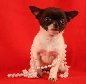 Щенок чихуахуа, гламурная шоколадная девочка