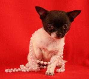 Щенок чихуахуа, гламурная шоколадная девочка