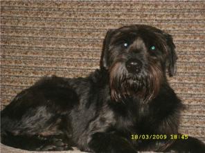 Миттельшнауцер Форест 7 лет