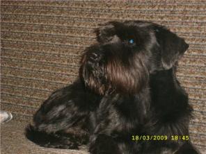 Миттельшнауцер Форест 7 лет