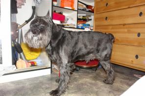 Миттельшнауцер черный кобель Эпоха Курабо Юхант в дар