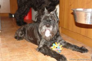 Миттельшнауцер черный кобель Эпоха Курабо Юхант в дар