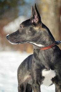 Трехлапый Юпик. Щенок-инвалид в хорошие руки! (Спб)