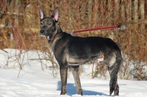 Трехлапый Юпик. Щенок-инвалид в хорошие руки! (Спб)