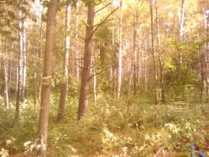 ������� ����� � ������� ���������