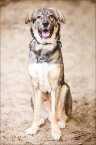 в дар молодой, большой и добрый пес Айзик(метис алабая)-надежный и преданный друг