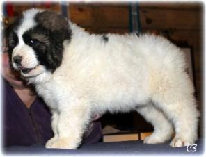 ������ ������ ���������� �������