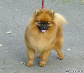 ����������� ����������� ����