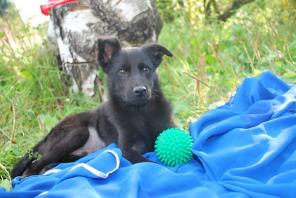 Отдам чудесных щенков:Бонни и Клайда