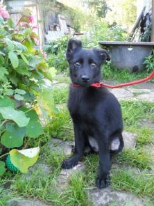 Отдам чудесных щенков:Бонни и Клайда