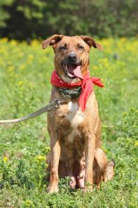 Багирушка — красота, достоинство, преданность — собака в дар