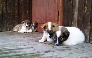 Очаровательные щенки