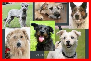 В дар собаки бородатых пород и их метисы (терьер, шнауцер, бриар,...)