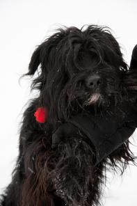 В дар собаки бородатых пород и их метисы (терьер, шнауцер, бриар,...)