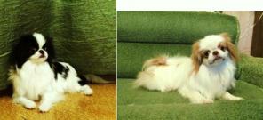 �������� ���