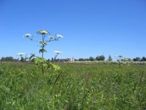 ������ ��������� ������� 9 ����� � �. ����������� � "��������� ����" 55 �� �� ���� �� ����������� �����