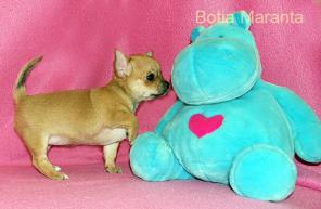 �������� ����� �������