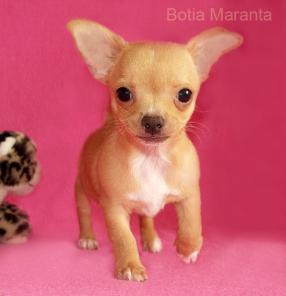 �������� ����� �������