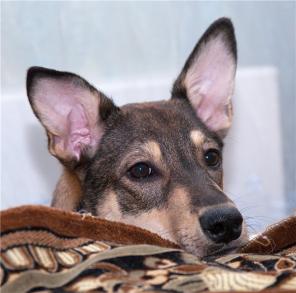 � ��� ����� ������� ����