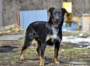 собака просто мечта ФаСолька Симпли Дрим – метис ротвейлера 9 мес в дар