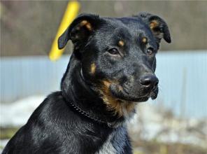 собака просто мечта ФаСолька Симпли Дрим – метис ротвейлера 9 мес в дар