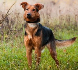 ����� ����-����� - �� ������� �� ������ ����� �������!