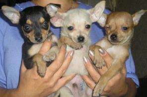 ���-������� ����� ���� � �������