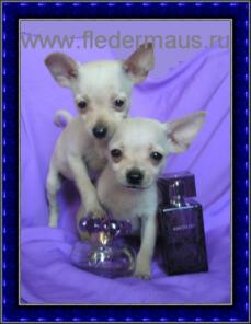 ���-������� ����� ���� � �������