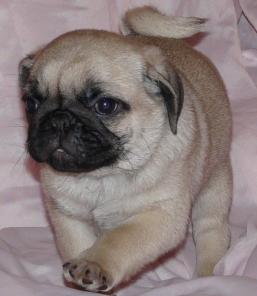 ������ ������ �����