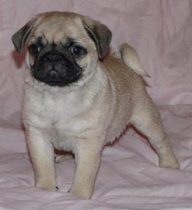 Продаю щенков мопса