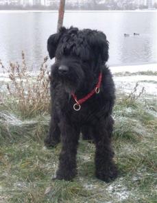 Ризеншнауцер Моня в дар