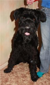 Ризеншнауцер Моня в дар