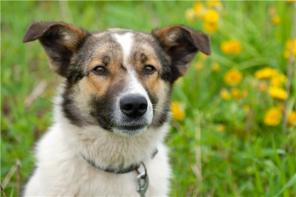 Мурчик-Амурчик - молодой пес ищет дом.