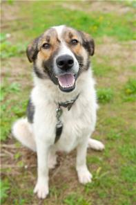 Мурчик-Амурчик - молодой пес ищет дом.