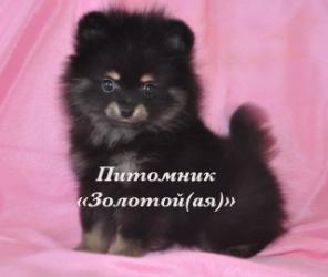 Йоркширский терьер, Мальтезе, Померанский шпиц, Бивер Йорк щенки мини и стандарт купить-питомник "Золотой(ая)"