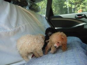 �������������� �����, ������������ ������.