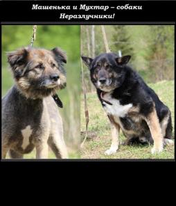 Неразлучники: Маша и Мухтар ищут дом