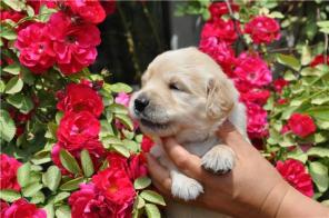 Щенки золотистого (голден) ретривера.