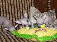 Щенки мексиканской голой собаки мини