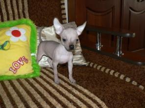 Щенки мексиканской голой собаки мини