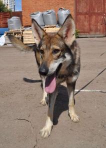 Луис - умный пес в добрые руки !