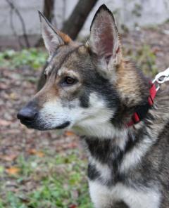 Луис - умный пес в добрые руки !