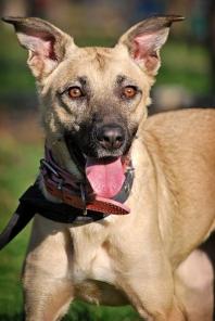 В дар добрая, умная и домашняя собака Бейби!