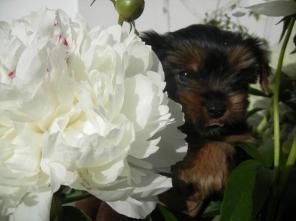 мальчики йоркширского терьера