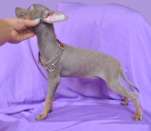 ���-������ ������� ������� 7 ���.