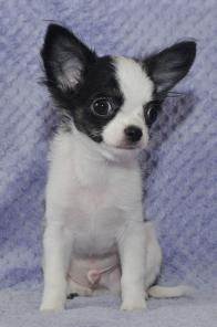 ���� ������ ��������