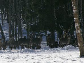 ������� 4 ������� � ����������� ������� ( ������) ������