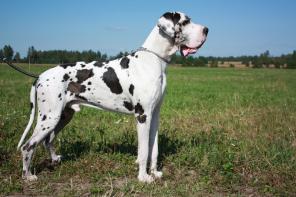 щенки немецкого дога